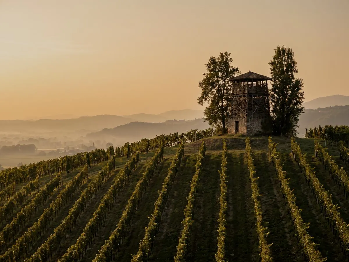 Il vigneto in collina a fine pomeriggio, con la torretta di pietra del roccolo sul crinale fra due alberi